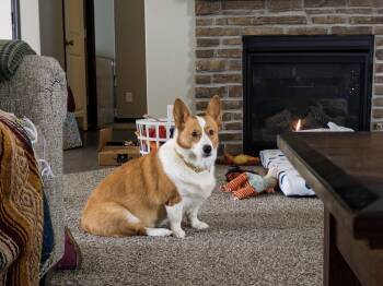 Pickles (Courtesy Listing) -  Corgi Dog for Adoption in Williamsburg, Iowa - Pickles (Courtesy Listing) | PetCurious
