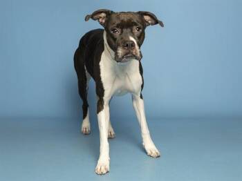 MOONY -  Boxer Dog for Adoption in Phoenix, Arizona - MOONY | PetCurious