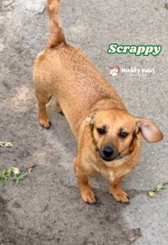 Scrappy -  Dachshund Dog for Adoption in Council Bluffs, Iowa - Scrappy | PetCurious