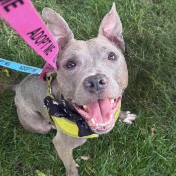 Thelma -  Staffordshire Bull Terrier Dog for Adoption in Westland, Michigan - Thelma | PetCurious