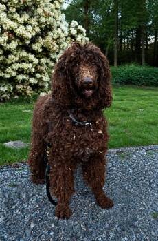 Standard Poodle Dogs Available for Adoption in Seattle, Washington - Coco | PetCurious