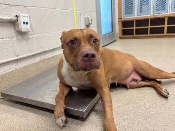 PATSY -  American Staffordshire Terrier and Mixed Breed Dog for Adoption in Grand Prairie, Texas - PATSY | PetCurious