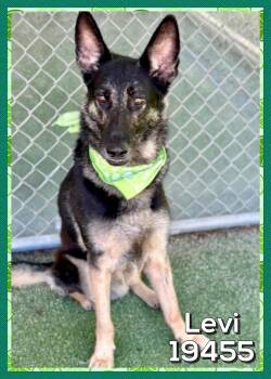 LEVI -  German Shepherd Dog Dog Available for Adoption in Marietta, Georgia - LEVI | PetCurious