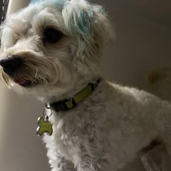 Maple -  Poodle Dog for Adoption in Harrisonburg, Virginia - Maple | PetCurious