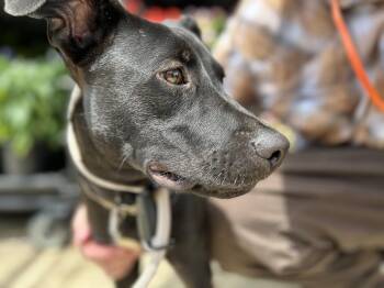 Coach Lonestar -  Labrador Retriever Dog for Adoption in Rockaway, New Jersey - Coach Lonestar | PetCurious