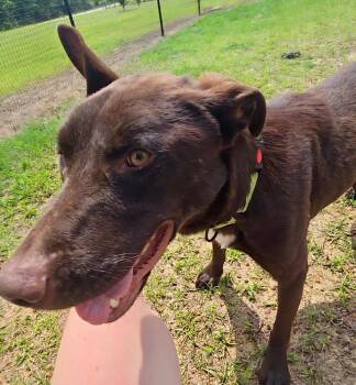 Labrador Retriever and Great Dane Dogs Available for Adoption in Brewster, New York - Astro The Amazing | PetCurious