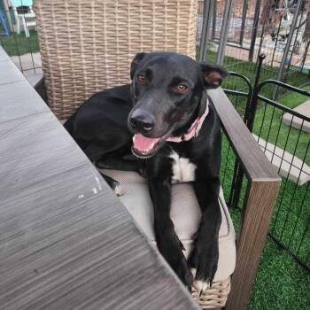 Shilah -  Pit Bull Terrier and Retriever Dog for Adoption in Turlock, California - Shilah | PetCurious