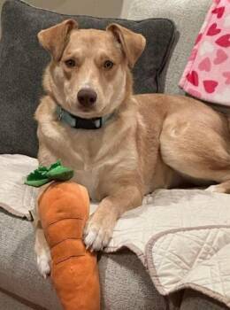 Mixed Breed Dogs Available for Adoption in Westwood, New Jersey - Junie (Foster Or Adopter Needed!) | PetCurious