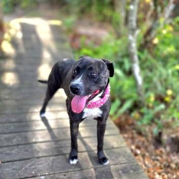 Molly -  Mixed Breed Dog for Adoption in Port Charlotte, Florida - Molly | PetCurious