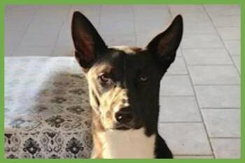 Harry -  Australian Cattle Dog Blue Heeler and Labrador Retriever Dog for Adoption in Amherst, Massachusetts - Harry | PetCurious
