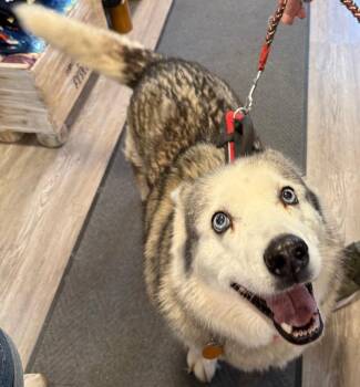 Siberian Husky Dogs Available for Adoption in Emmett, Idaho - Sakhara | PetCurious