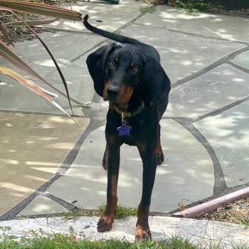 Hound and Mixed Breed Dogs Available for Adoption in San Francisco, California - Hushpuppy | PetCurious