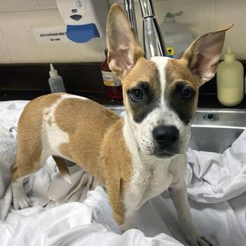 Teriyaki -  Jack Russell Terrier and Mixed Breed Dog for Adoption in Nashville, Tennessee - Teriyaki | PetCurious
