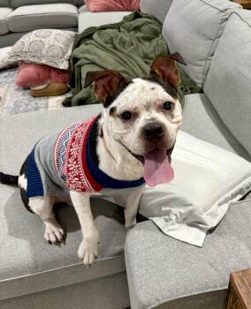 English Bulldog and Beagle Dogs Available for Adoption - Alfred | PetCurious