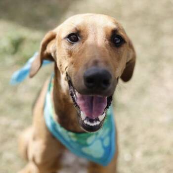 Luna -  Redbone Coonhound and Labrador Retriever Dog for Adoption in San Antonio, Texas - Luna | PetCurious