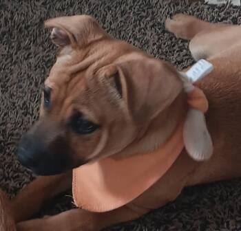 Beagle and Boxer Dogs Available for Adoption in Hagerstown, Maryland - Ginger | PetCurious