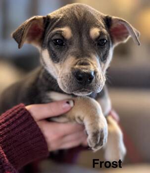 Frost -  Pit Bull Terrier and Black Mouth Cur Dog for Adoption in Portland, Oregon - Frost | PetCurious