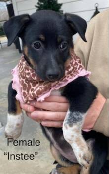 Australian Cattle Dog Blue Heeler and Coonhound Dogs Available for Adoption - Instee | PetCurious