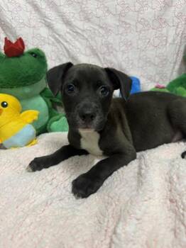 lettuce -  Mixed Breed Dog for Adoption in West Chester, Pennsylvania - Lettuce | PetCurious