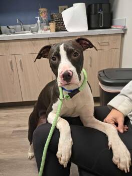 Tomathy -  Pit Bull Terrier and Mixed Breed Dog for Adoption in Chillicothe, Ohio - Tomathy | PetCurious