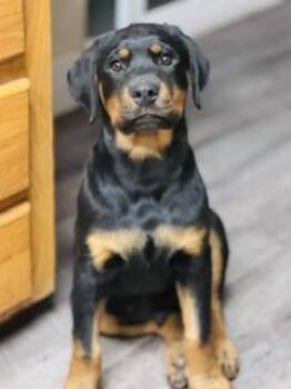 Slash -  Rottweiler Dog for Adoption in Yakima, Washington - Slash | PetCurious