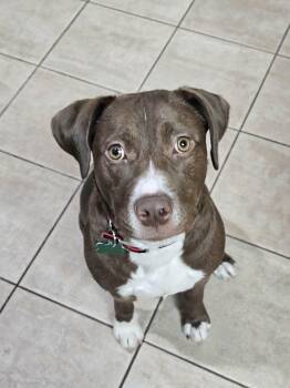 Labrador Retriever Dogs Available for Adoption - Max | PetCurious