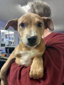 Mixed Breed Dogs Available for Adoption - Flash | PetCurious