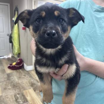 Australian Shepherd Dogs Available for Adoption - NY Wesley Snipes Avail Mar 21 (Tractor Supply Patterson NY) | PetCurious