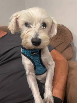 Guillermo -  West Highland White Terrier Westie Dog for Adoption in Port Orange, Florida - Guillermo | PetCurious