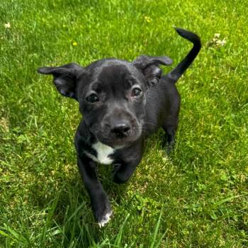 Minnie -  Labrador Retriever and Mixed Breed Dog for Adoption in Valparaiso, Indiana - Minnie | PetCurious