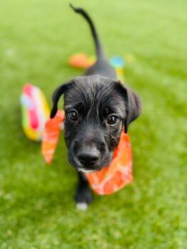 Connor Loves Children -  Labrador Retriever and Border Terrier Dog for Adoption in Rockville, Maryland - Connor Loves Children | PetCurious