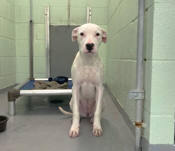 Mixed Breed Dogs Available for Adoption in Durham, North Carolina - Lady G | PetCurious