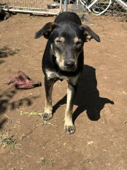 Border Collie Dogs Available for Adoption in Joshua, Texas - Vatani | PetCurious