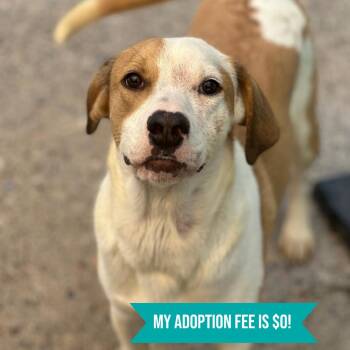 Mixed Breed Dogs Available for Adoption in Charleston, West Virginia - April | PetCurious