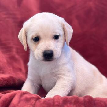 Phoenix Pup - Suns -  Rat Terrier and Beagle Dog for Adoption in San Diego, California - Phoenix Pup - Suns | PetCurious
