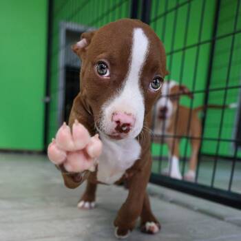Lizzie -  Pit Bull Terrier Dog for Adoption in Bradenton, Florida - Lizzie | PetCurious