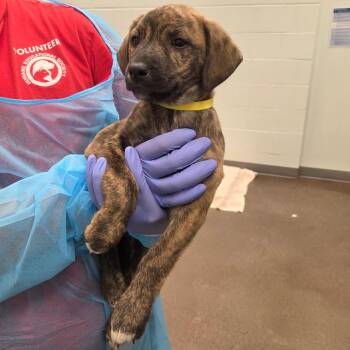 Jack Abbott -  Hound Dog Available for Adoption in Chattanooga, Tennessee - Jack Abbott | PetCurious