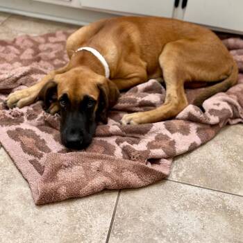 Jack Jack -  Great Dane Dog for Adoption - Jack Jack | PetCurious