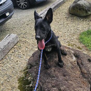Rambo -  Mixed Breed and German Shepherd Dog Dog for Adoption in Blairsville, Georgia - Rambo | PetCurious