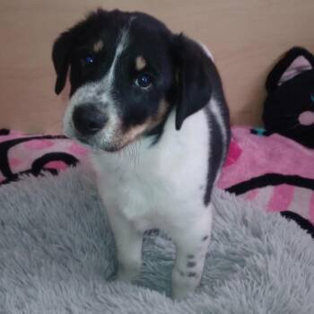 Beagle Dogs Available for Adoption - Ray (East Brady) | PetCurious