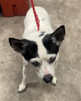 Rat Terrier and Mixed Breed Dogs Available for Adoption in Dallas, Texas - JULIA | PetCurious