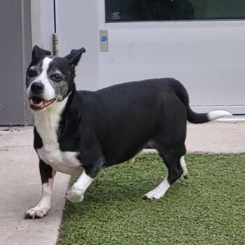 Augie -  Boston Terrier and Mixed Breed Dog for Adoption in Greensboro, North Carolina - Augie | PetCurious