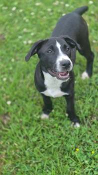 Carolina -  Mixed Breed Dog for Adoption in Taycheedah, Wisconsin - Carolina | PetCurious
