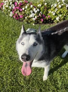 Husky Dogs Available for Adoption in Santa Monica, California - Oreo | PetCurious