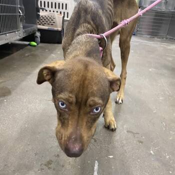 Mixed Breed Dogs Available for Adoption - Lilith | PetCurious