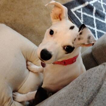 Rescue Mixed Breed Dogs for Adoption in Greensboro, Georgia - Coconut | PetCurious