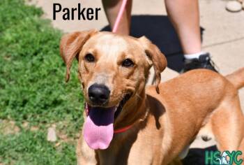 Parker -  Labrador Retriever Dog for Adoption in Fort Mill, South Carolina - Parker | PetCurious