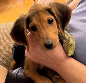 Gabby -  Beagle Dog for Adoption in Raleigh, North Carolina - Gabby | PetCurious