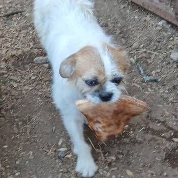 Mr. Personality -  Terrier Dog for Adoption in Atlanta, Texas - Mr. Personality | PetCurious