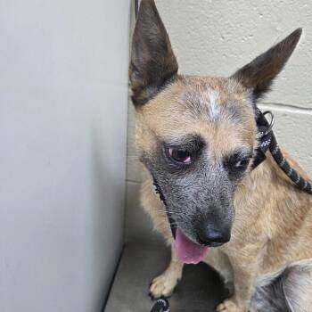 Tootie -  Australian Cattle Dog Blue Heeler Dog for Adoption in Madisonville, Kentucky - Tootie | PetCurious